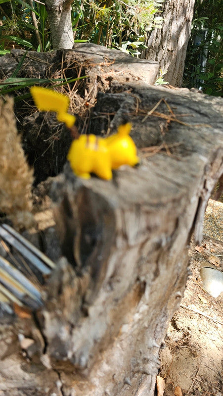 Super figurine Pokemon Nintendo pikachu
